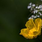 Butter- und andere Blümchen