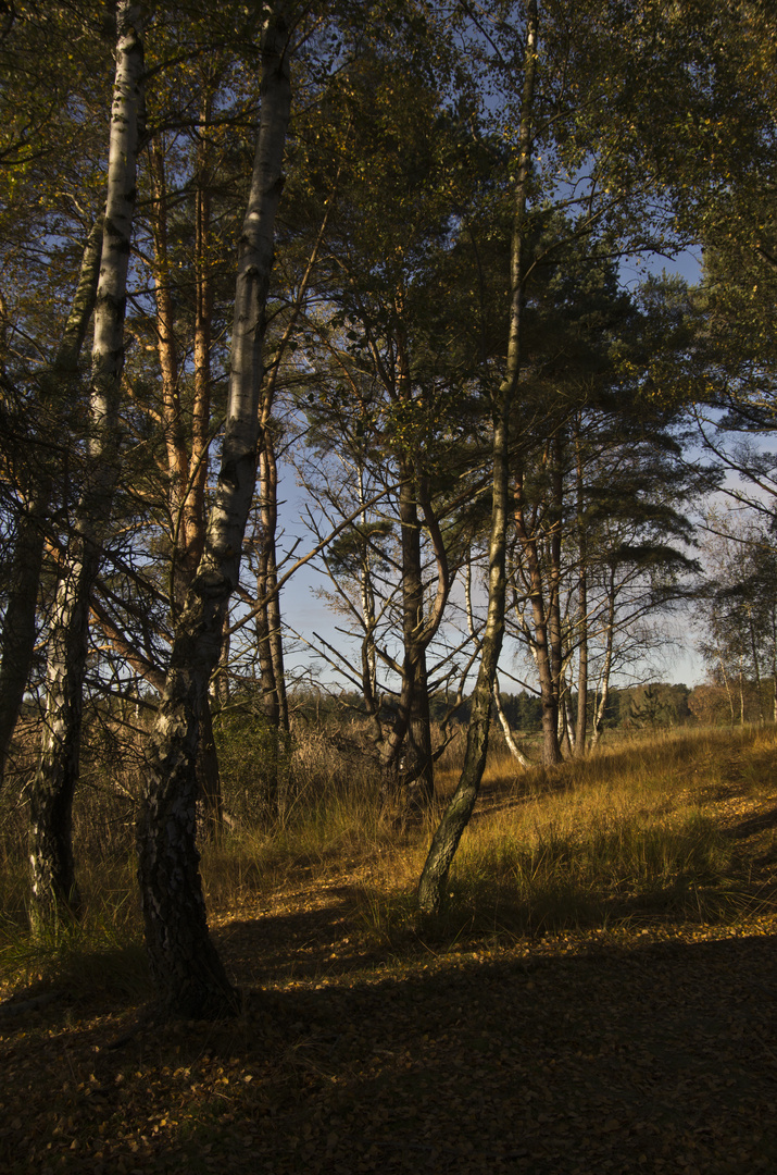 Butterbargsmoor bei Wedel im Herbst