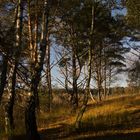 Butterbargsmoor bei Wedel im Herbst