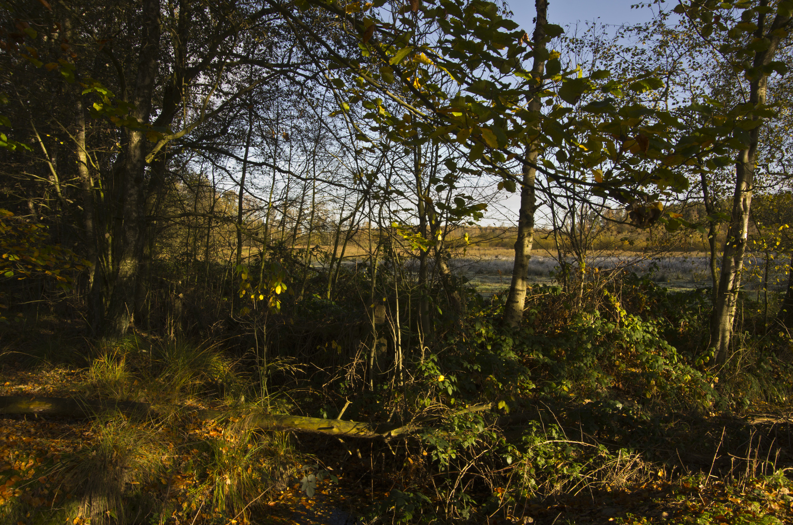 Butterbargsmoor im Herbst