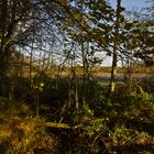 Butterbargsmoor im Herbst