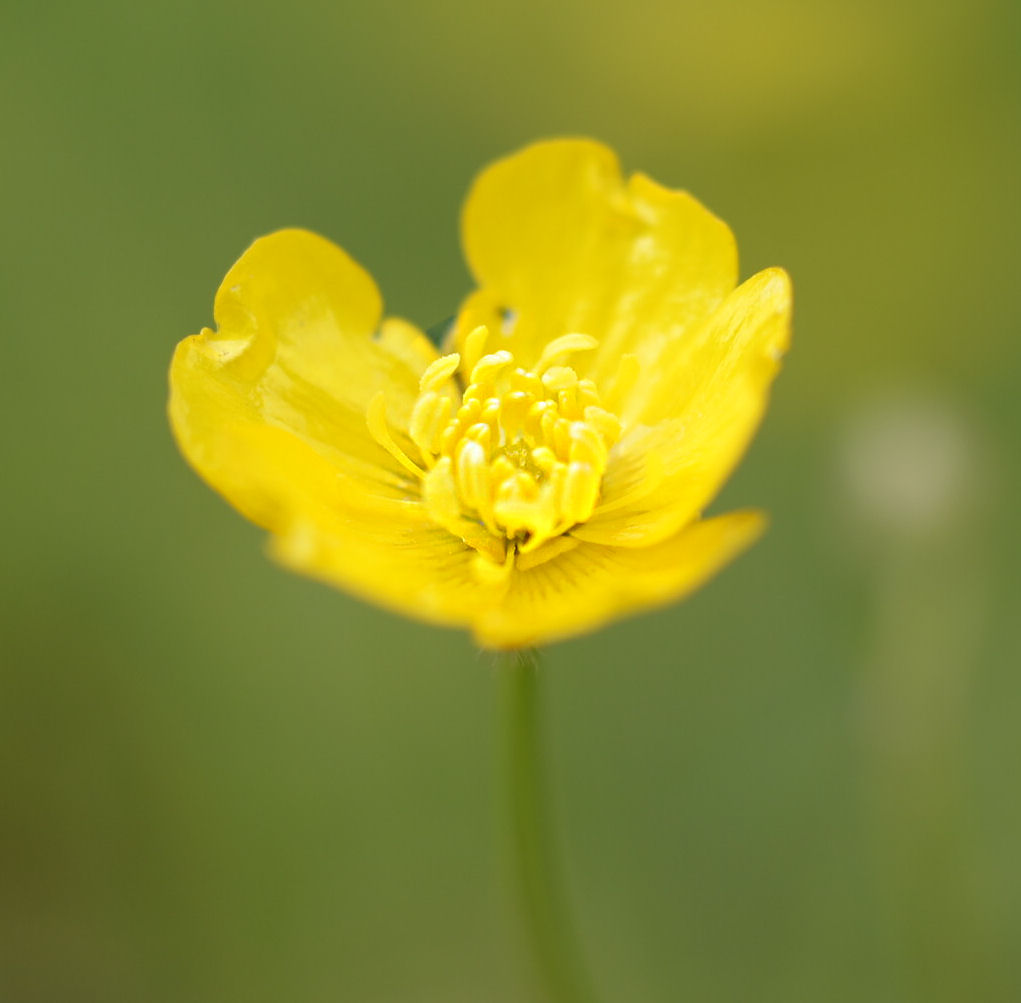 Butterblümchen