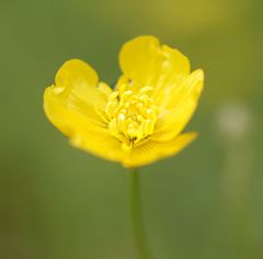 Butterblümchen