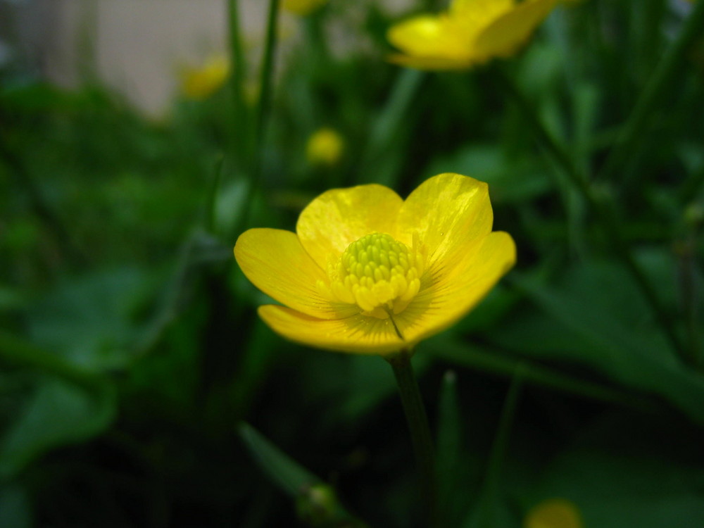 Butterblümchen von r-net 