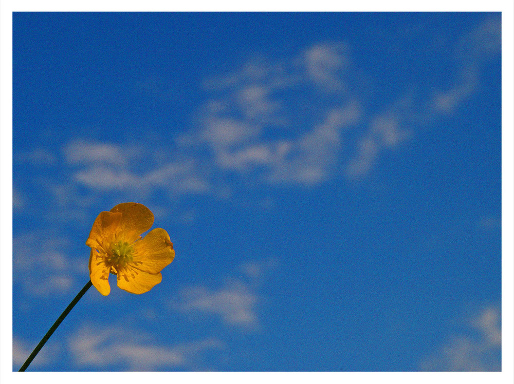 Butterblümchen