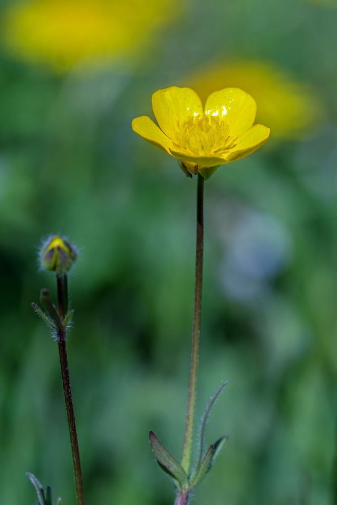 Butterblümchen