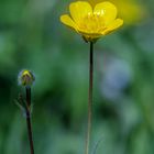 Butterblümchen