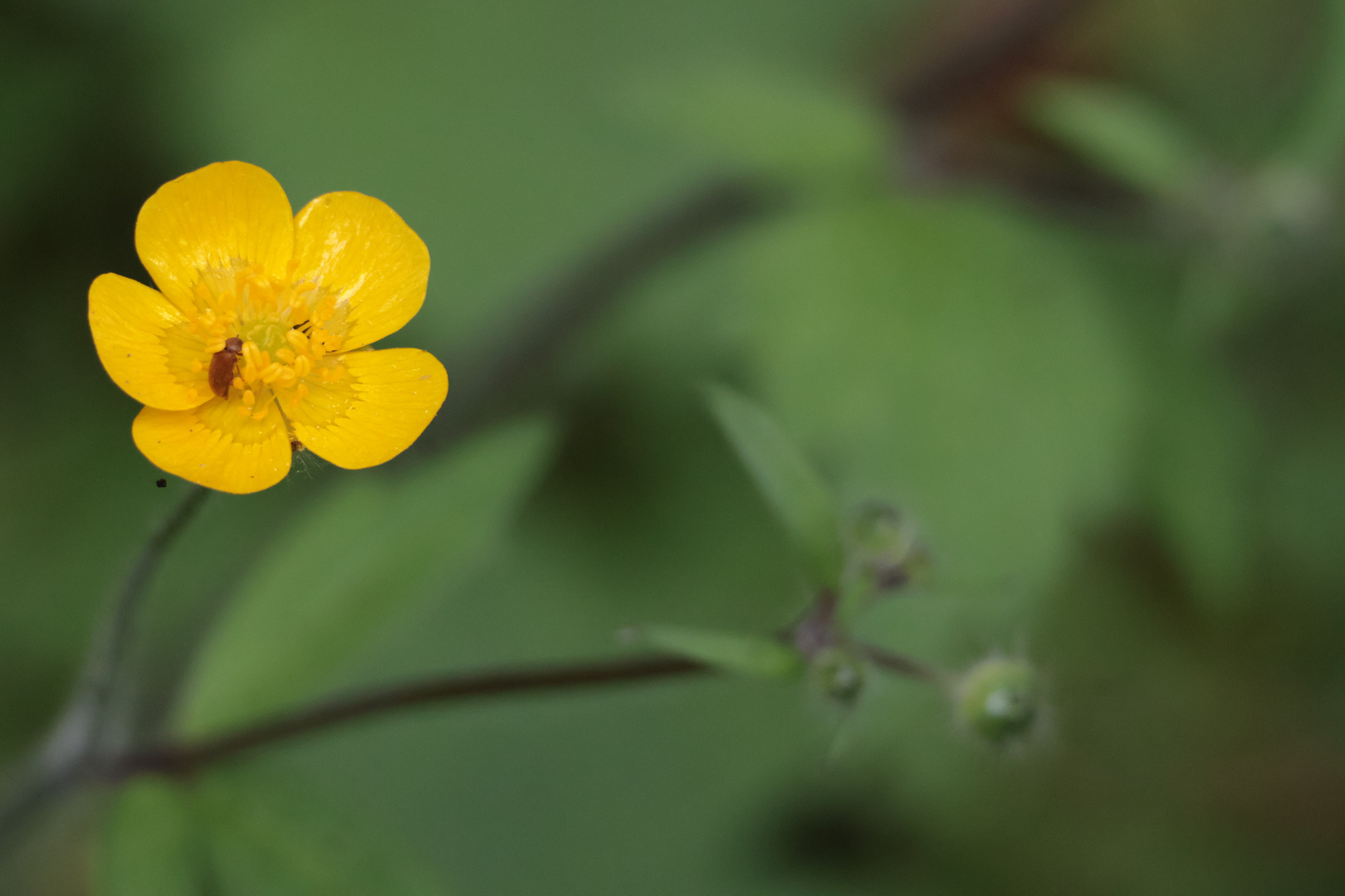 Butterblümchen