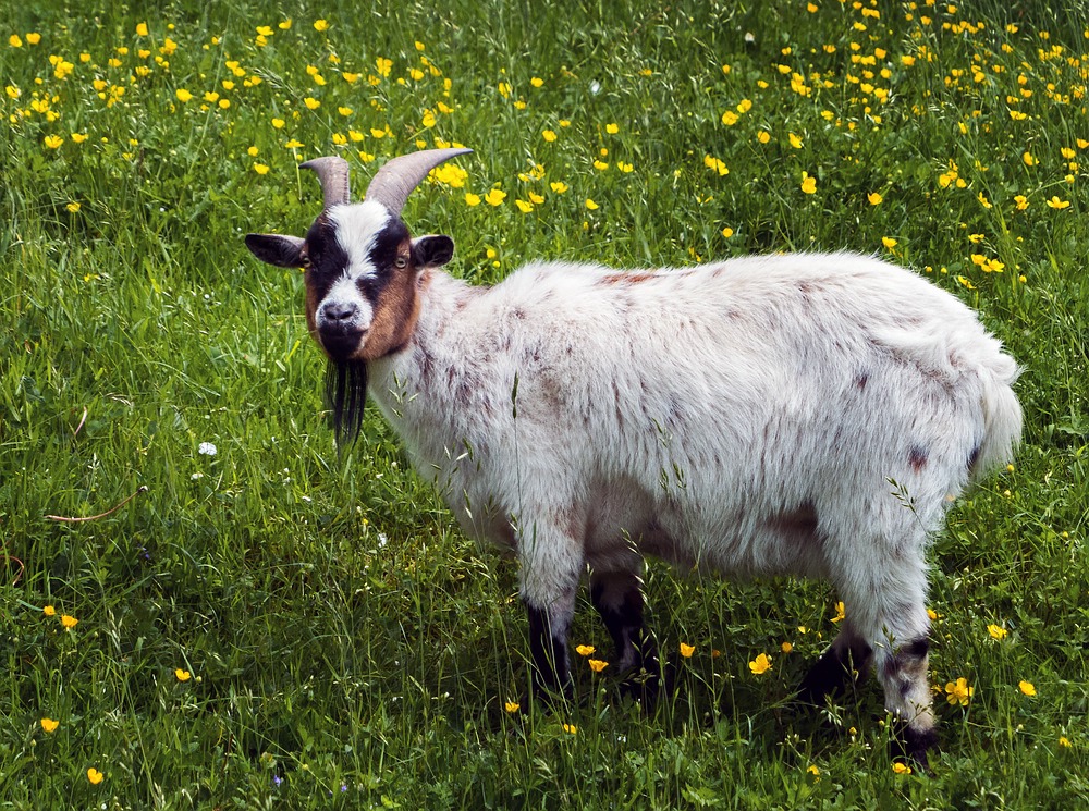 Butterblümchen