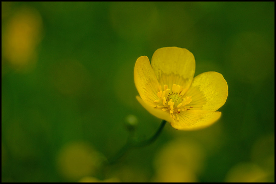 Butterblümchen