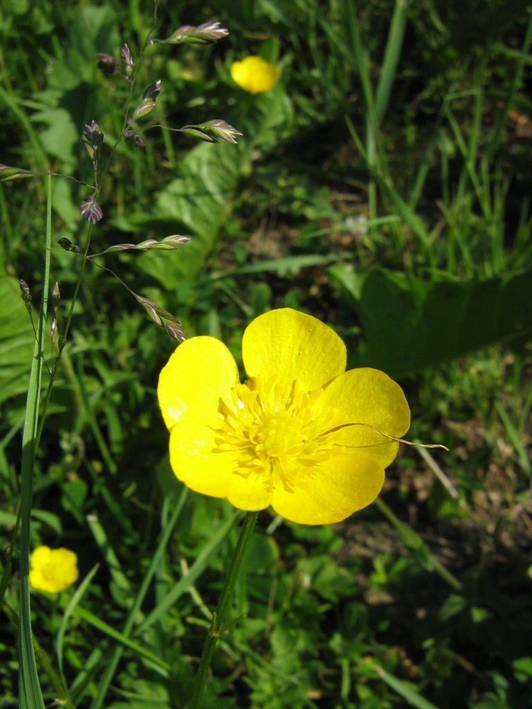 Butterblümchen