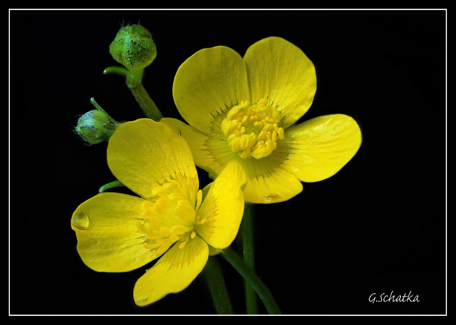 Butterblümchen