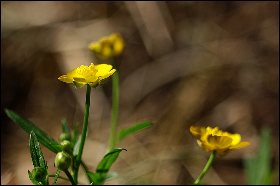 Butterblümchen