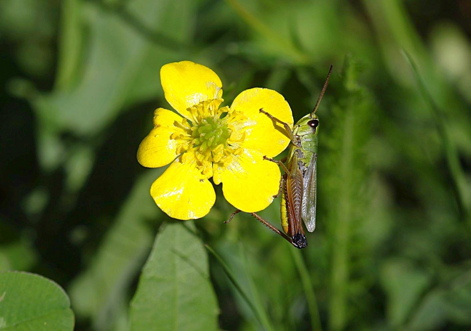 Butterblümchen