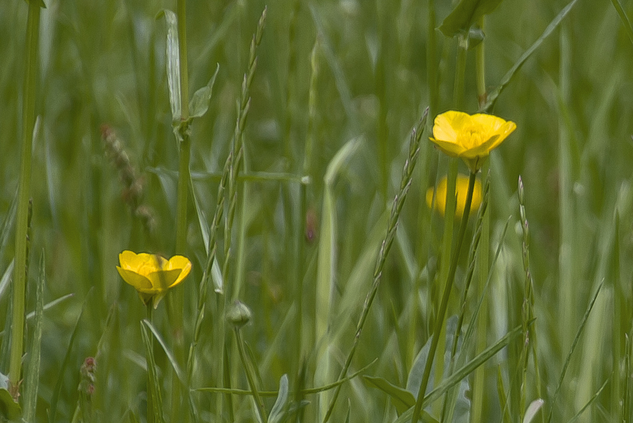 Butterblümchen..