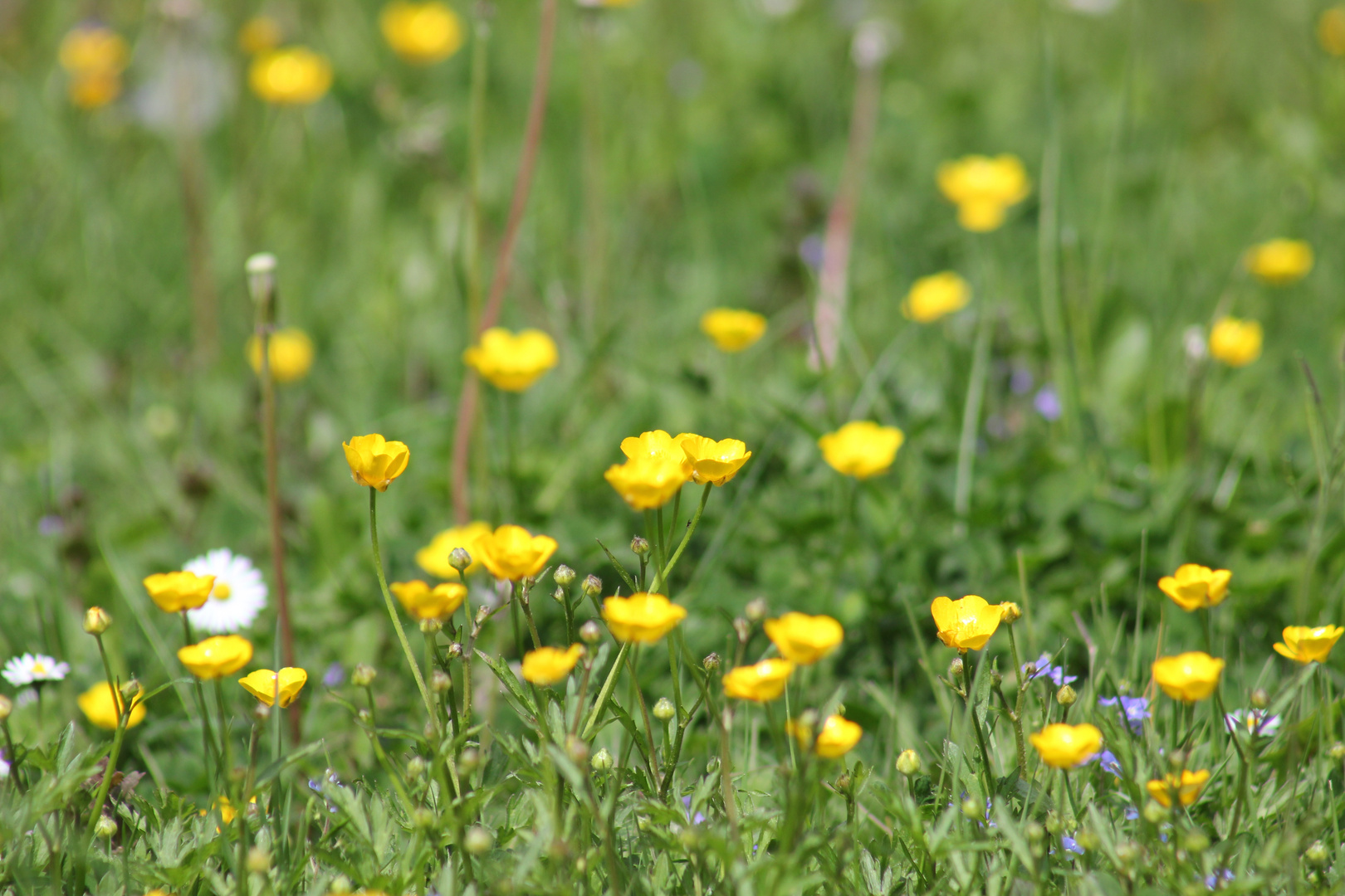 Butterblümchen