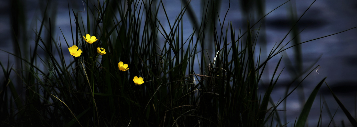 Butterblümchen