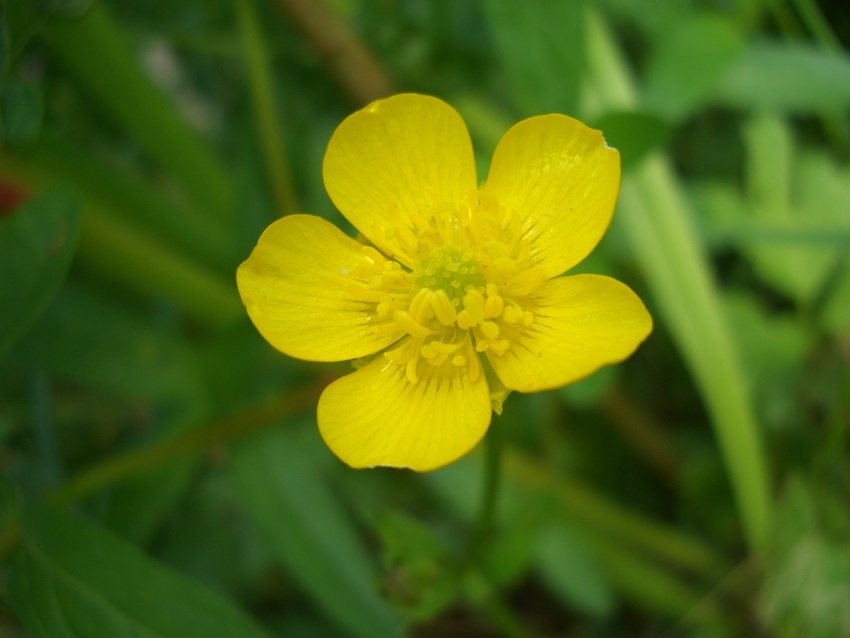 Butterblümchen