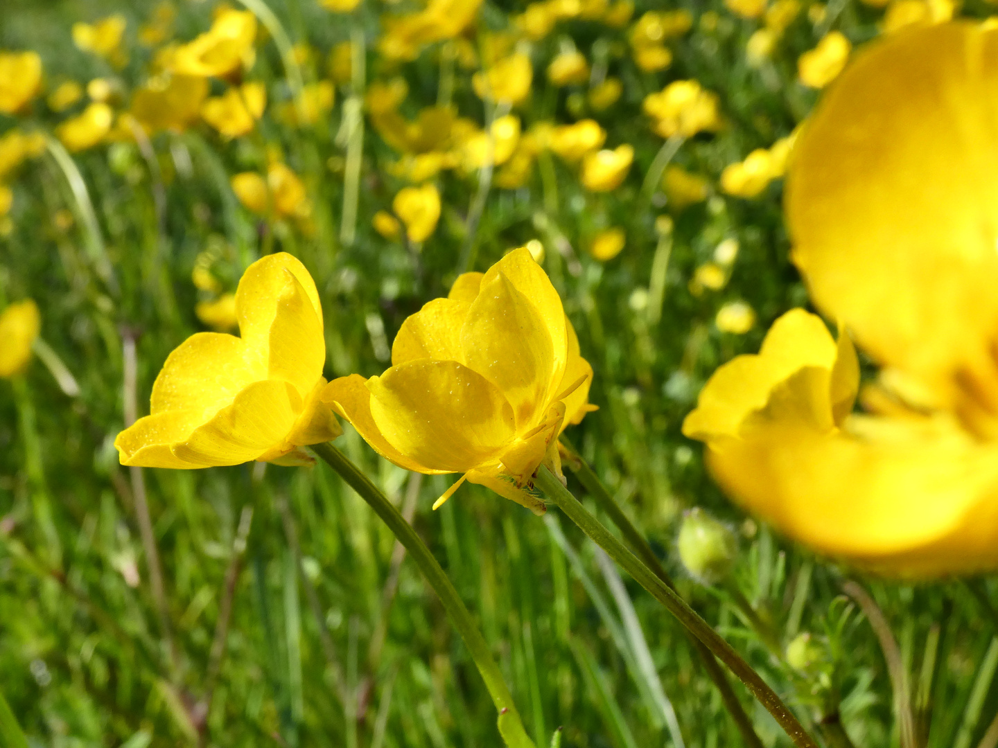 Butterblümchen 