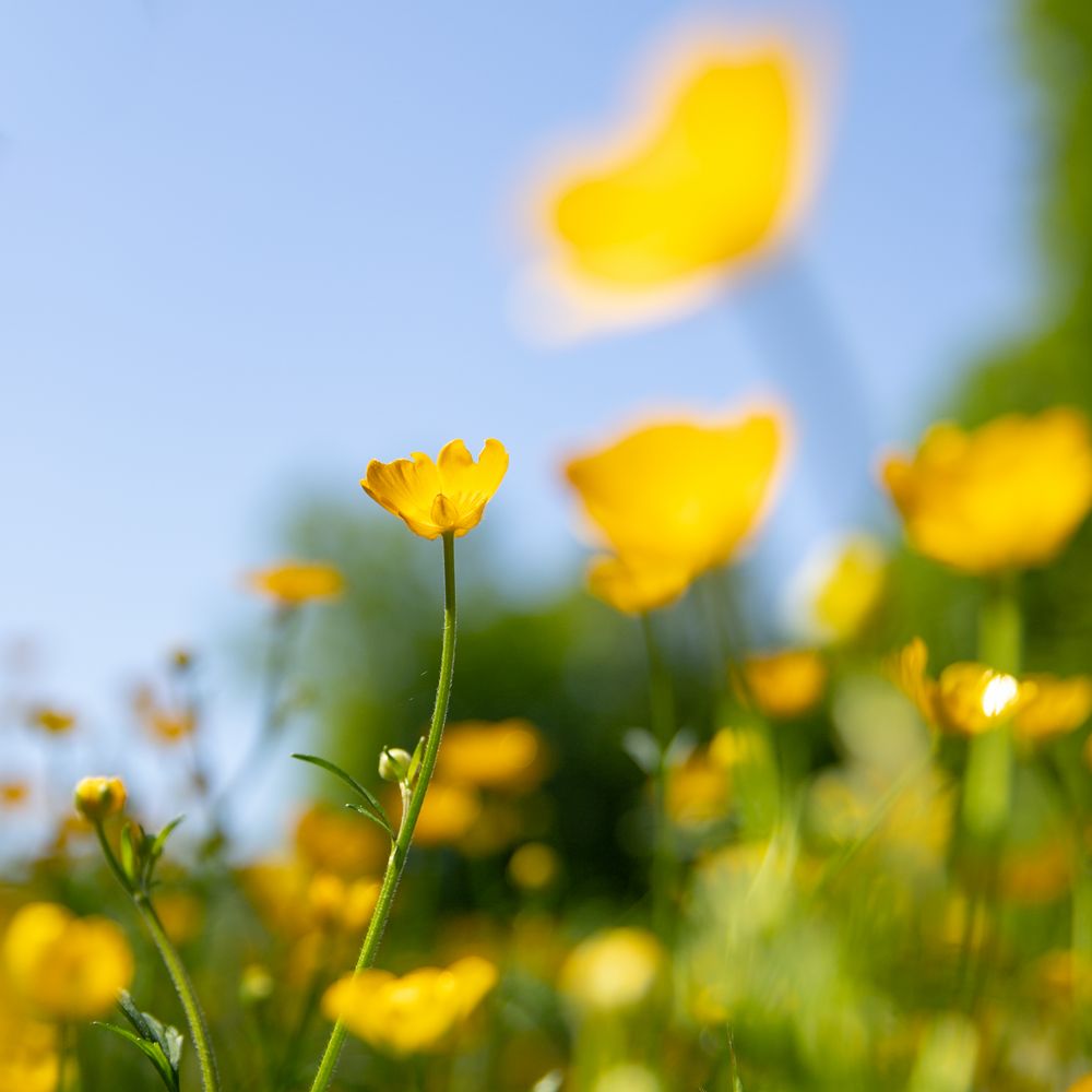 Butterblümchen