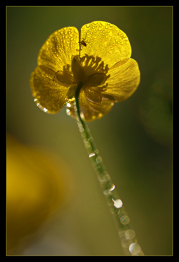 Butterblümchen