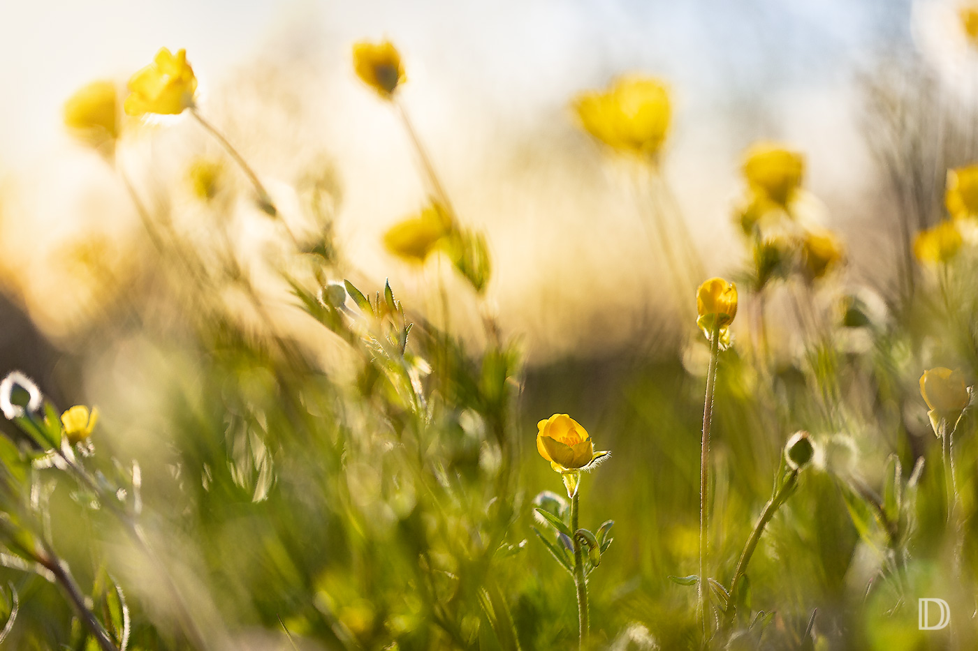 Butterblümchen