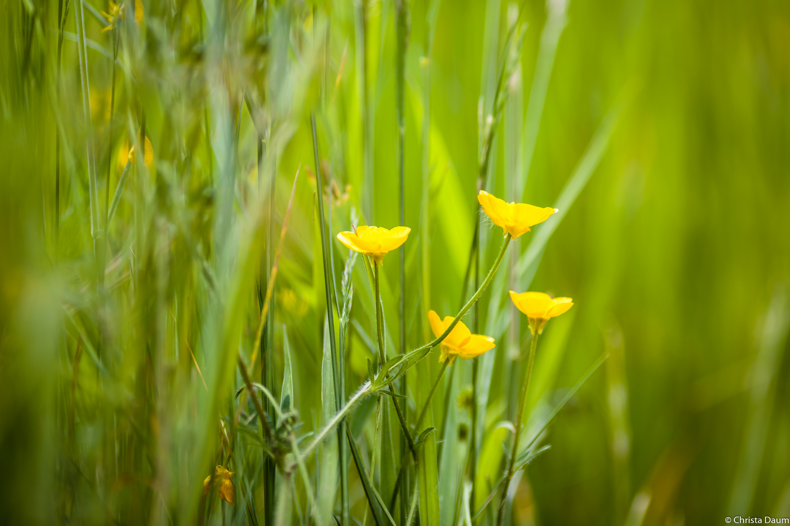 ButterBlümchen