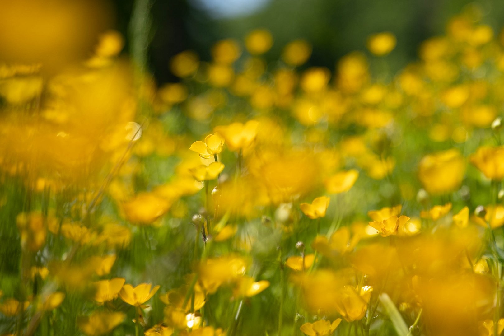 Butterblümchen