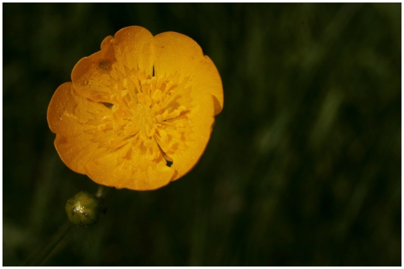 Butterblümchen