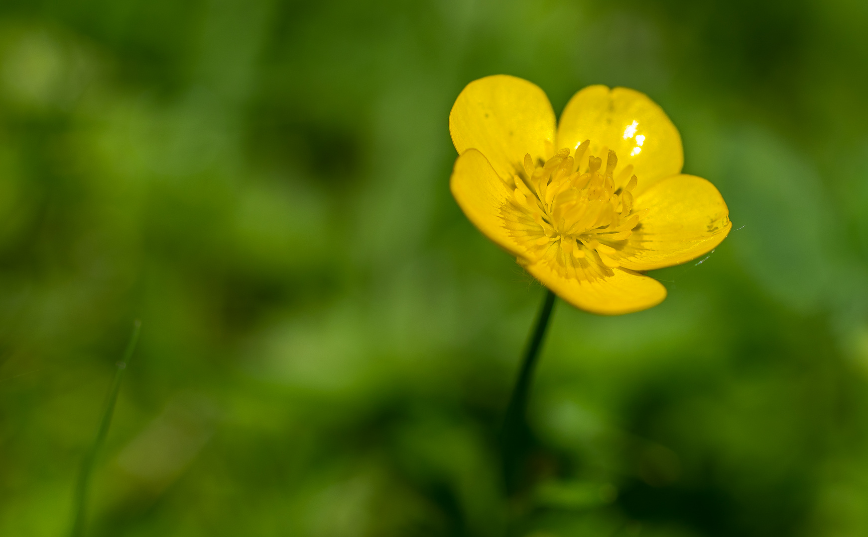 BUTTERBLÜMCHEN