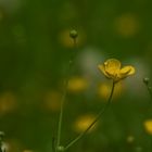 Butterblümchen auf der 