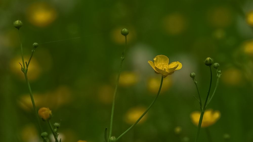 Butterblümchen auf der 