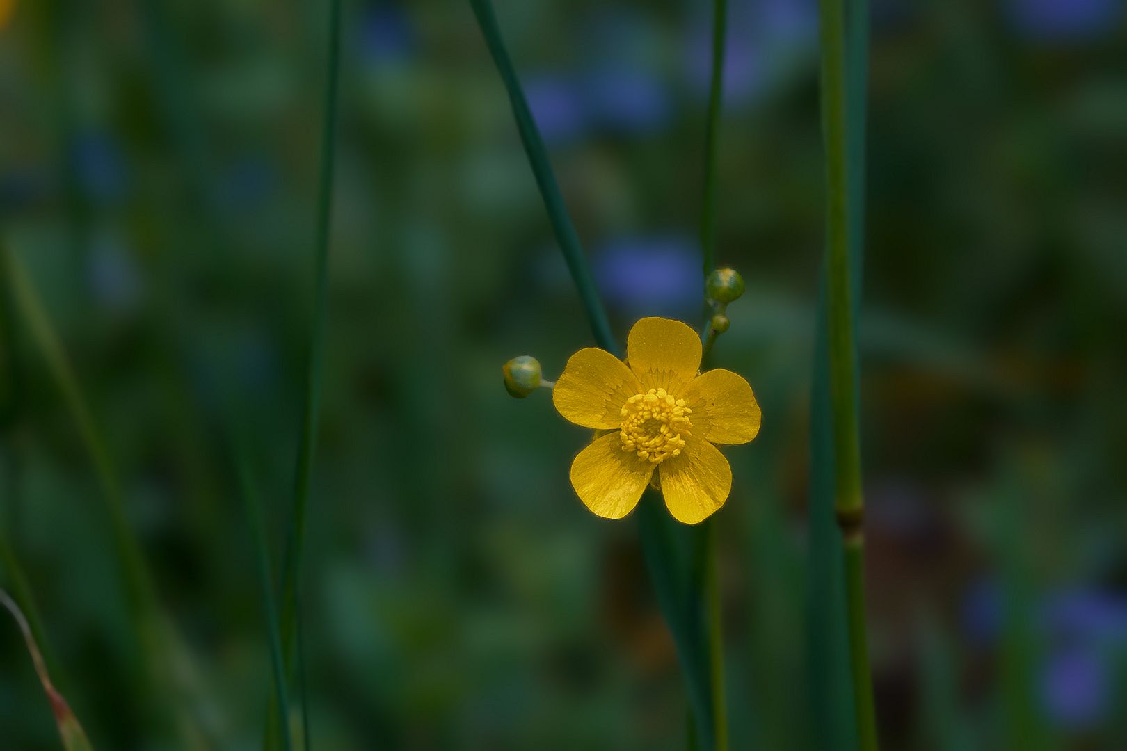 Butterblümchen 