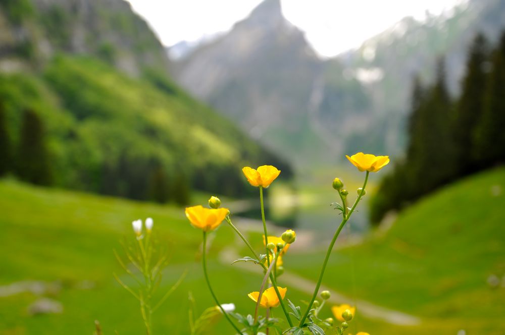 Butterblümchen