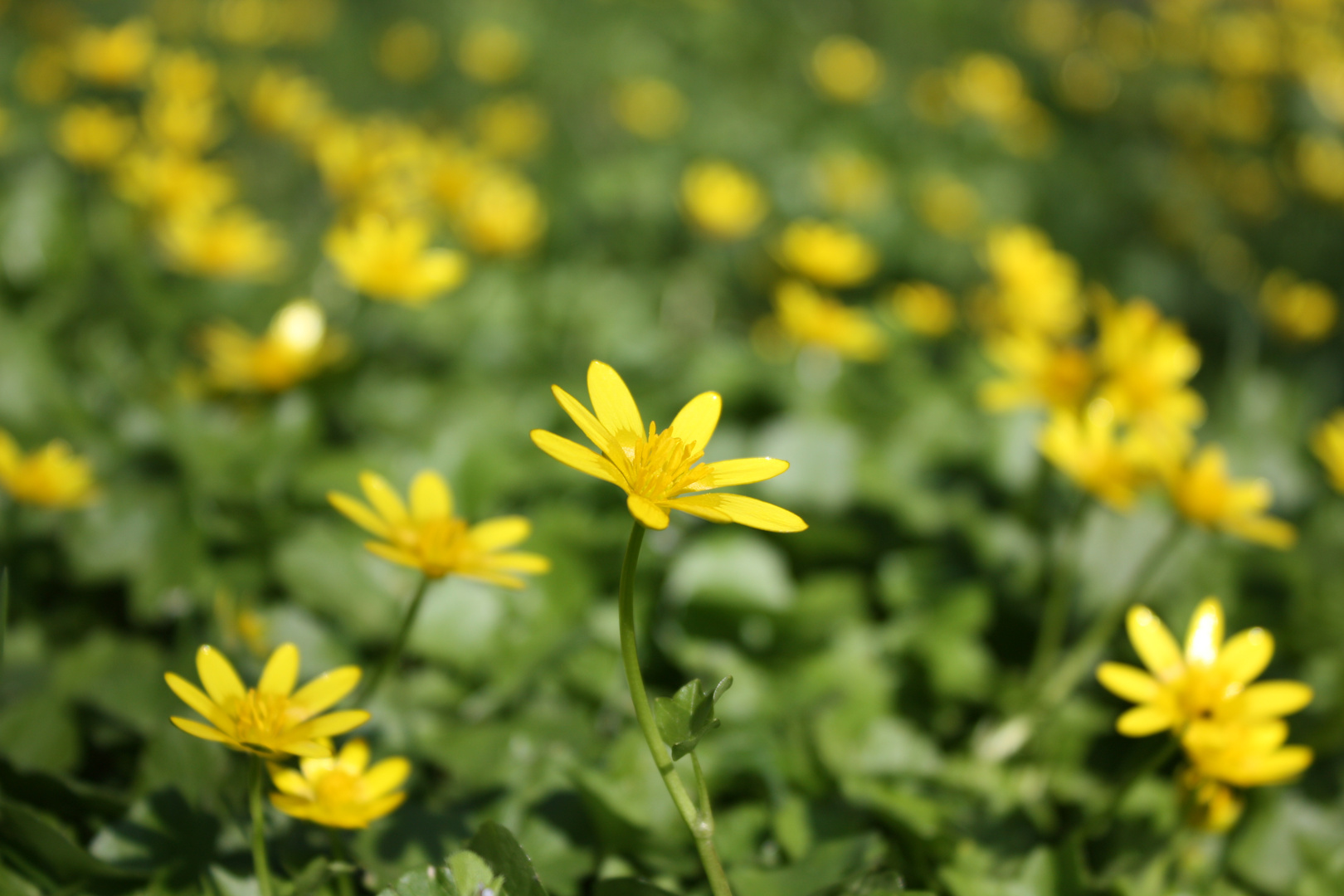 Butterblümchen