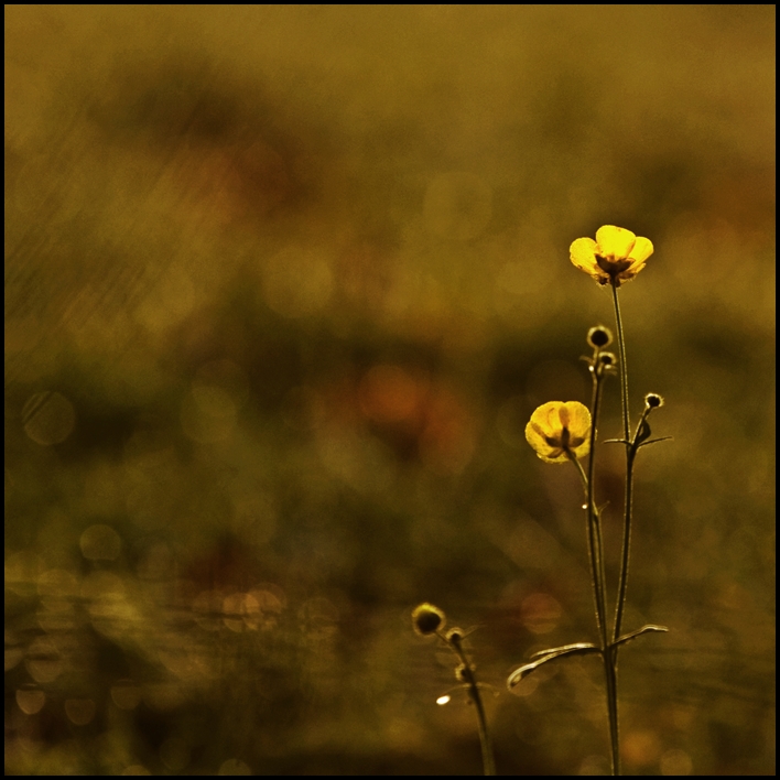 Butterblümchen...