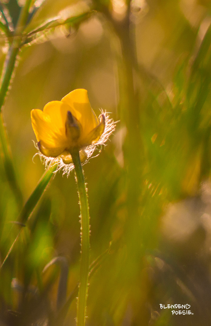 Butterblümchen im goldenen Licht