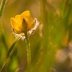 Butterblümchen im goldenen Licht