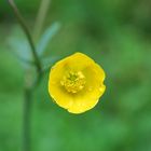 Butterblümchen im Regen