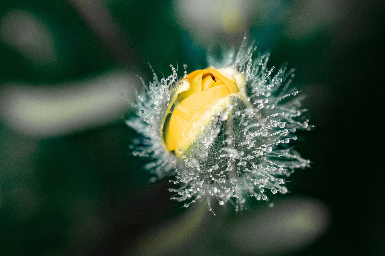 Butterblümchen nach dem Nebel