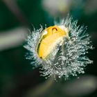 Butterblümchen nach dem Nebel