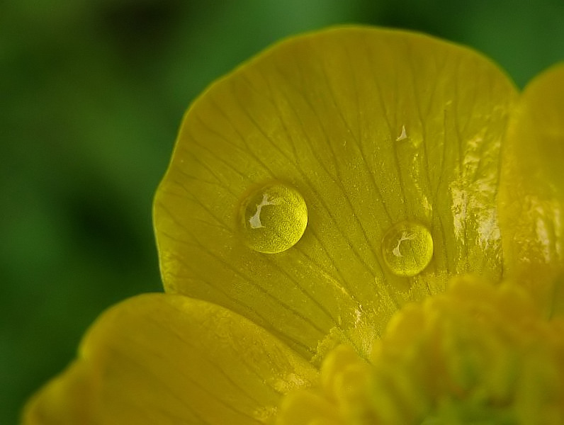 Butterblümchen - Perlen