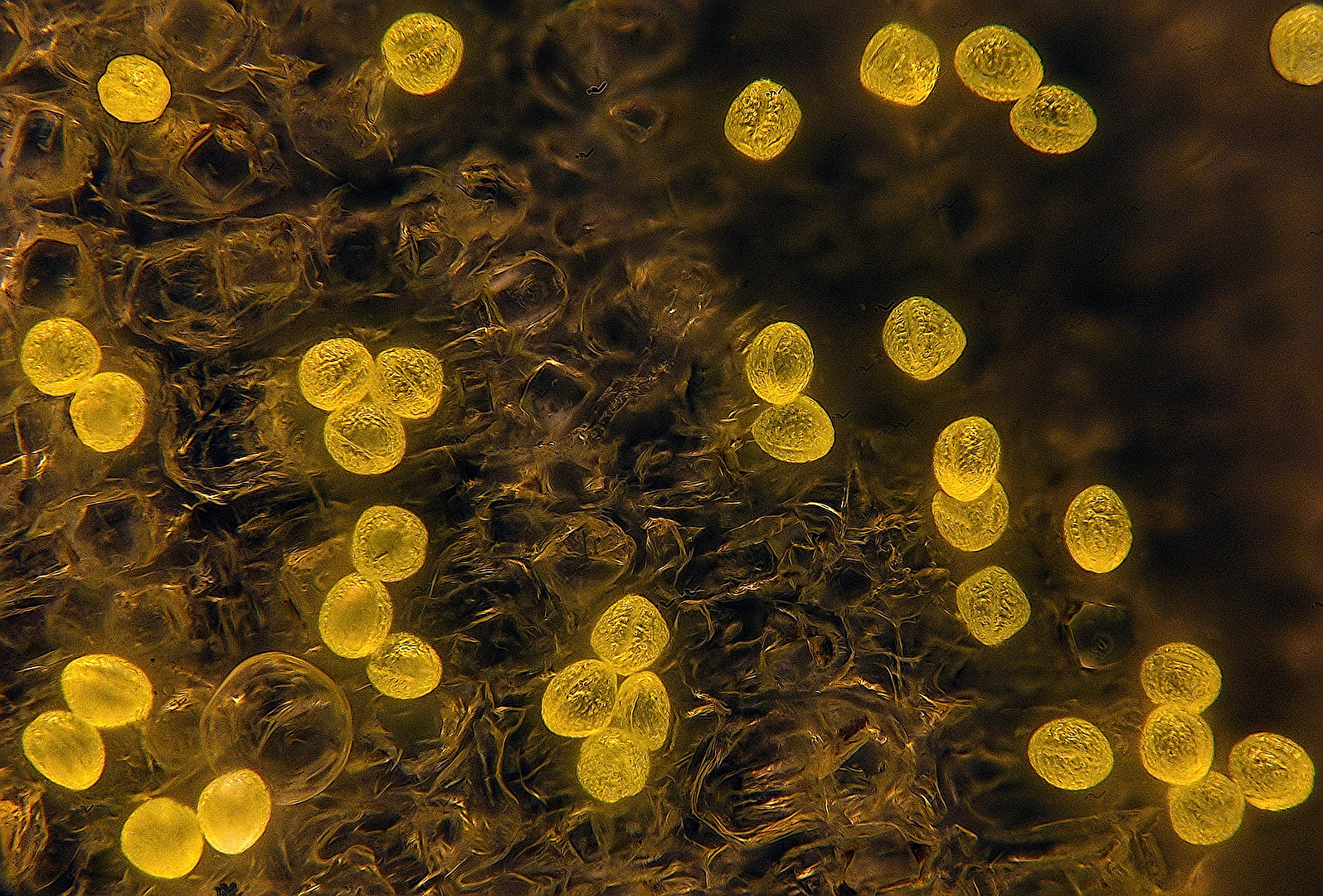 Butterblümchen Pollen 55x