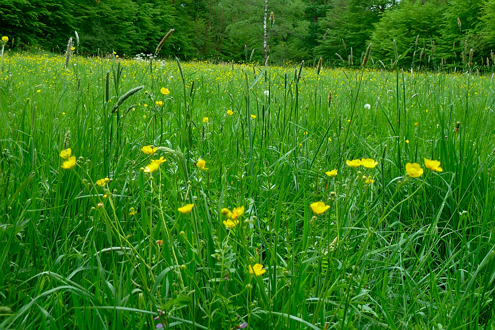 Butterblümchen2