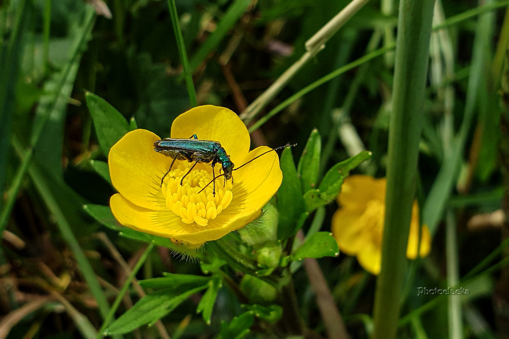 Butterblume