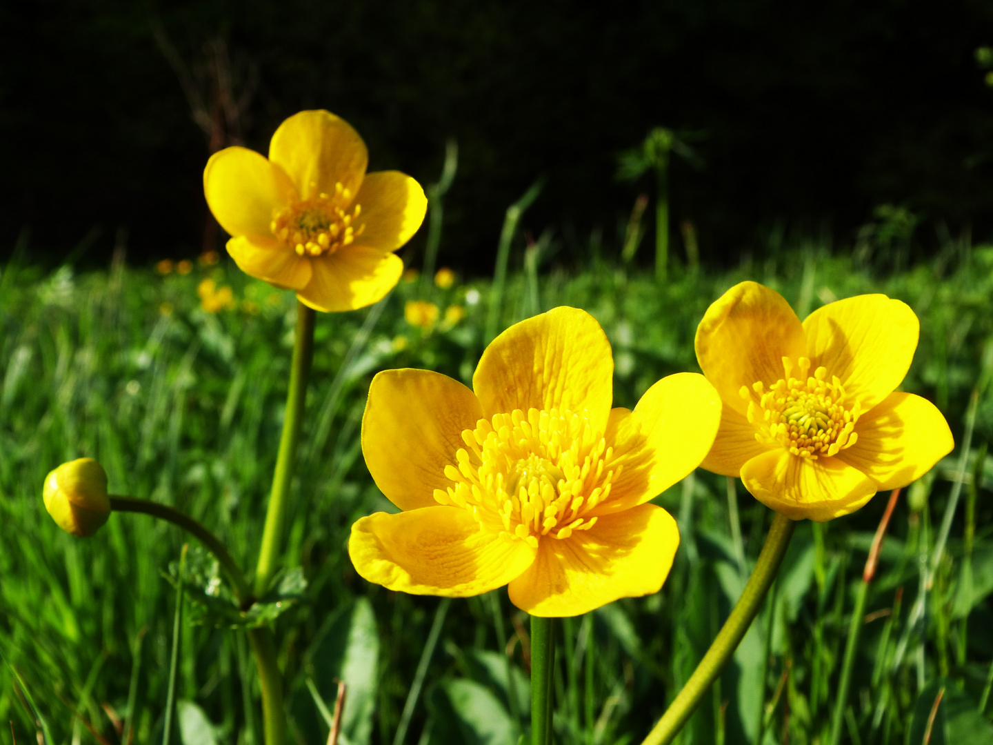 Butterblume Foto & Bild | natur-kreativ, butterblume ...