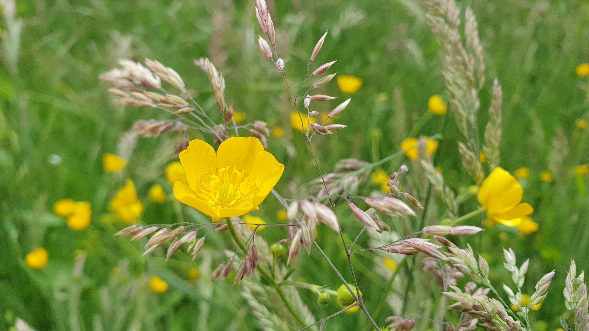 Butterblume