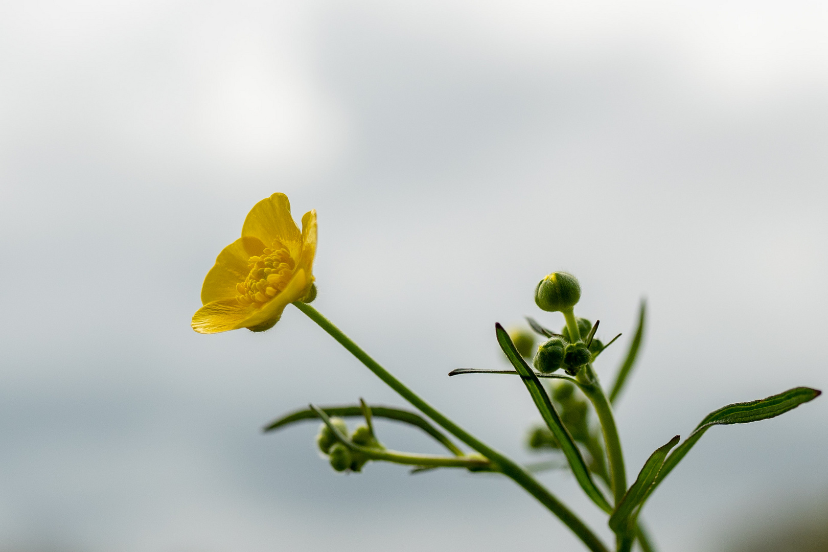 Butterblume