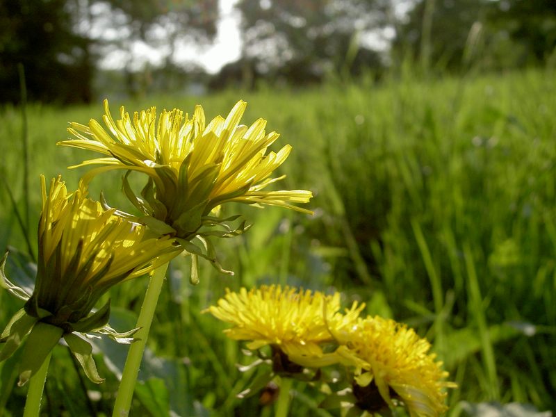 BUTTERBLUME