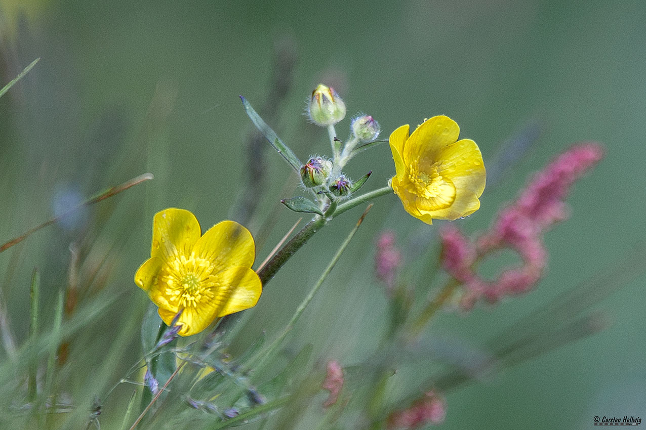 Butterblume